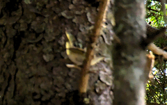 Setophaga ruticilla image