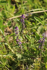 Polygala comosa