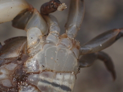 Cyclograpsus audouinii