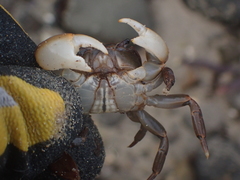 Cyclograpsus audouinii