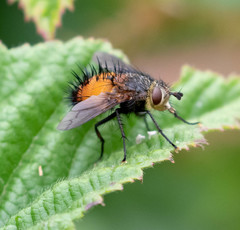 Protodejeania echinata