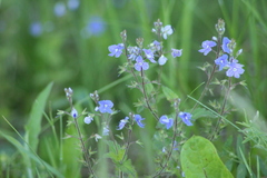Veronica chamaedrys