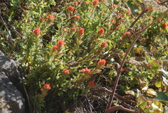 Castilleja latifolia
