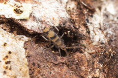 Entomobrya triangularis