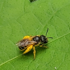 Halictus ligatus