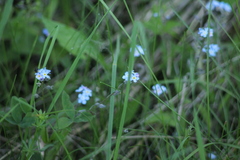Myosotis sylvatica
