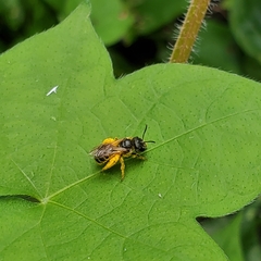 Halictus ligatus