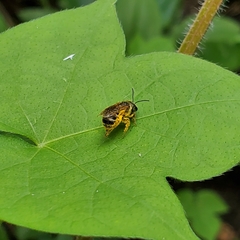 Halictus ligatus
