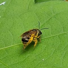 Halictus ligatus