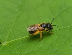 Halictus ligatus