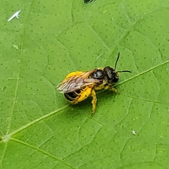 Halictus ligatus