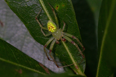 Araneus cingulatus image