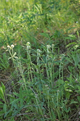 Trifolium montanum