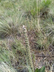 Veronica plantaginea
