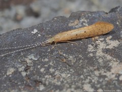 Nectopsyche pavida