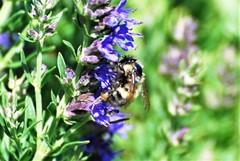 Bombus appositus