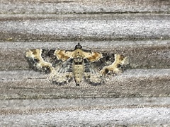 Eupithecia linariata