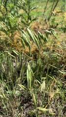 Bromus squarrosus
