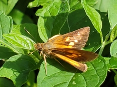 Poanes viator
