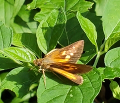 Poanes viator