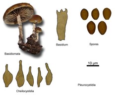 Psilocybe stuntzii