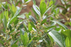 Baccharis nitida