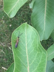 Myzinum quinquecinctum