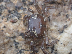 Cyclograpsus audouinii