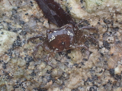 Cyclograpsus audouinii