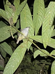 Dysithamnus