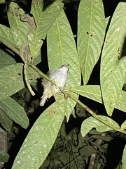 Dysithamnus