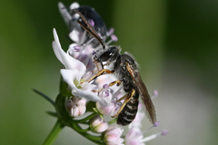 Halictus confusus