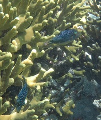 Canthigaster solandri
