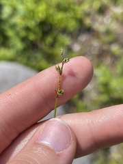 Carex brunnescens sphaerostachya