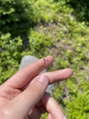 Carex brunnescens sphaerostachya