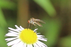 Chrysopilus quadratus
