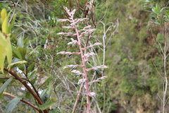 Puya floccosa