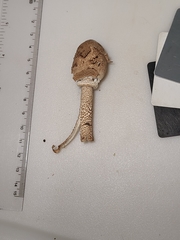 Macrolepiota ameriprocera