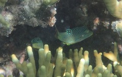 Canthigaster solandri