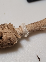 Macrolepiota ameriprocera