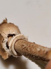 Macrolepiota ameriprocera