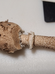 Macrolepiota ameriprocera