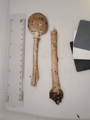 Macrolepiota ameriprocera