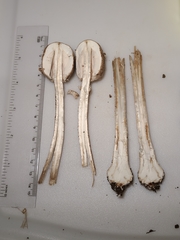 Macrolepiota ameriprocera