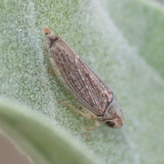 Amphigonalia severini