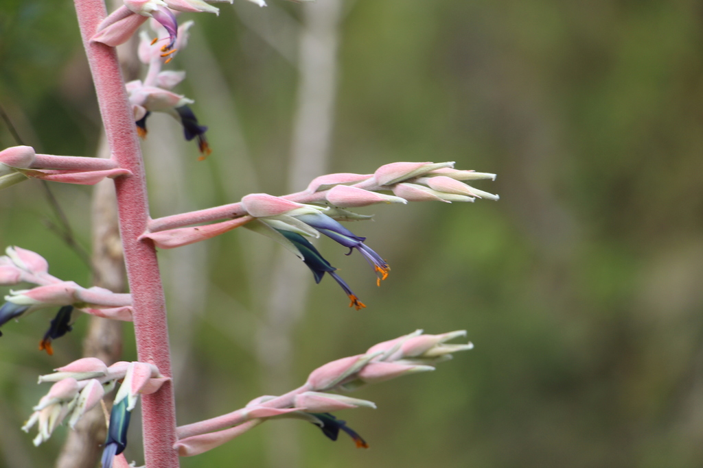 Puya floccosa