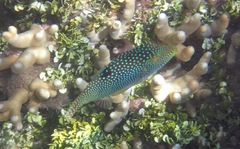 Canthigaster solandri