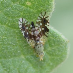 Euaresta bellula