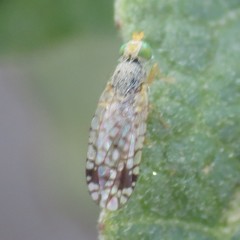 Euarestoides acutangulus