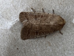 Hoplodrina blanda